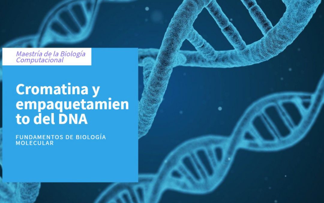 Cromatina y empaquetamiento del DNA