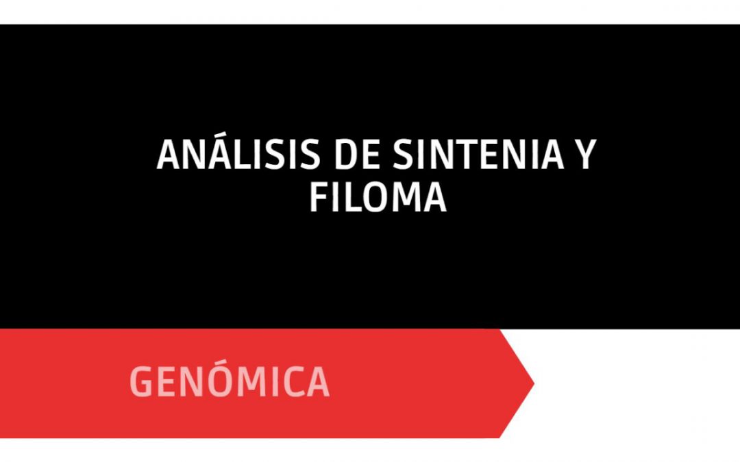 Análisis de Sintenia y Filoma